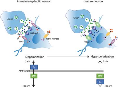 NKCC1 and KCC2: Structural insights into phospho-regulation